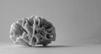 Black And White photo of Coral