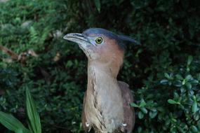 Taiwan Taipei bird