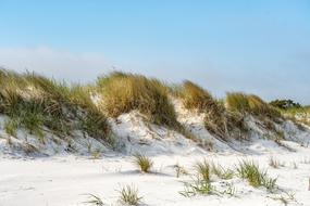 green grass on sand dunes on the beach