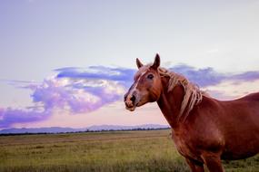 incredible Horse Sunset