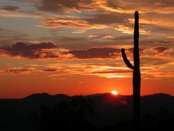 Desert silhouettes at sunset in Arizona