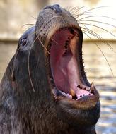 head of a yawning sea lion, close-up, tierpark hellabrunn