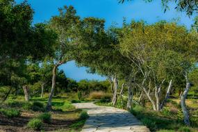 Beautiful landscape of the coppice path, among the colorful plants, in Ayia Napa, Cyprus, Greece, at blue sky on background