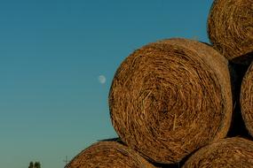 Yellow yields, on the beautiful landscape, at colorful sunset in the village in Poland