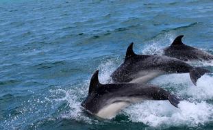 jumping dolphins in the sea