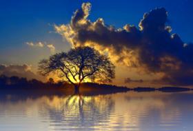 Sunset, Sea and tree