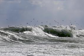 a flock of seagulls flies over the waves of the Baltic Sea