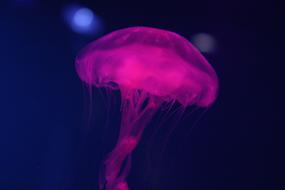 Close-up of the beautiful, glowing, pink jelly fish, in the water, at background with the colorful bokeh lights