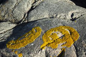 mossy Sea Coast Rock