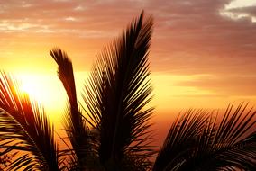 Palm Reunion Island Sunset red orange