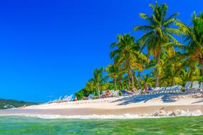 Dominican Republic Island plams