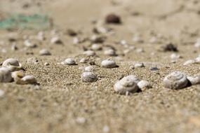 white Shells Sand Sea