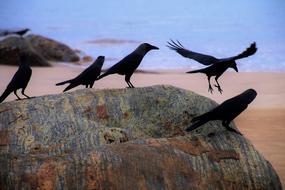 black Raven Beach Ocean