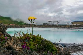 Blue Lagoon Flower Iceland