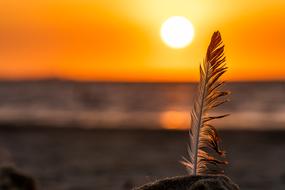 Nature Sunset Sky