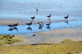 geese on the north sea coast in east frisia