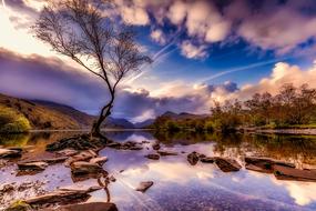 tree by the river near the hills