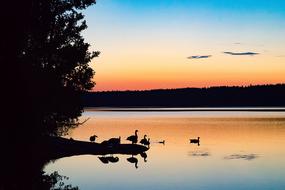 Sunset Birds Lake