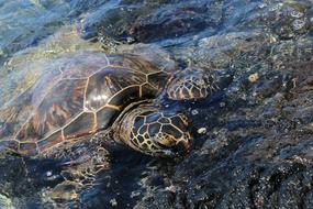 Cute, colorful and beautiful, shiny turtle swimming in the sea