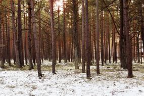 Winter Sunset in Pine Forest, lithuania, palanga