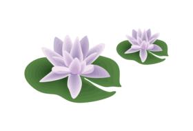 two purple water lily flowers drawing