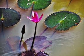Lily Water Pond