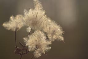 Backlighting Seeds Tender plant
