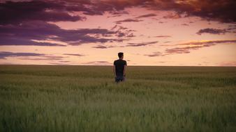 Countryside Cropland at sunset