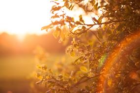 Sun Sunset Sky