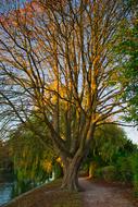 Tree Light at Sunset