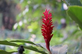 exotic red plant in blurred background