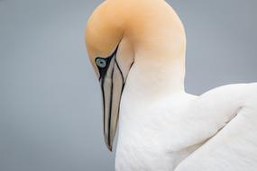Northern Gannet Boobies Morus