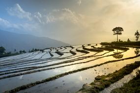 Rice terraces at dusk, scenic landscape, vietnam