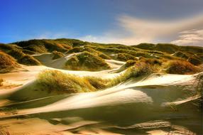 plants and sand dunes on the North Sea coast
