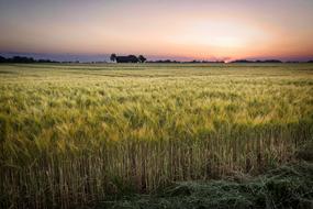 Field Cereals Agriculture