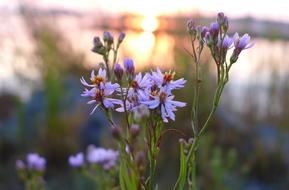 Close-up of the beautiful and colorful flowers, at blurred background with plants, at colorful and beautiful sunset