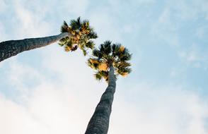Trees Palm at Clouds sky