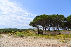 Trees on Beach Hills