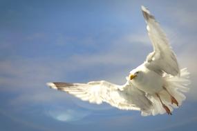 white seagull in flight at sky