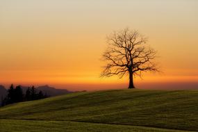 Green Grass Field