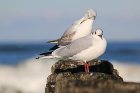 Seagull Birds at Sea beach