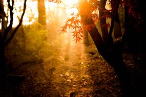 Beautiful and colorful autumn forest with plants, in sunlight