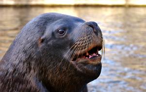 wild Seal Sea Lion Swim