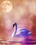 Beautiful and cute, white swan, swimming in the water in fog, at background with the Moon, clipart