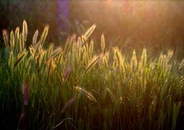grass in the rays of sunset at dusk