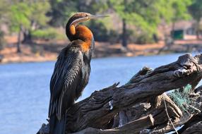 exotic heron bird in Wildlife