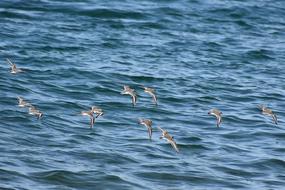 Beautiful, cute and colorful, wild birds, flying above the sea with ripple