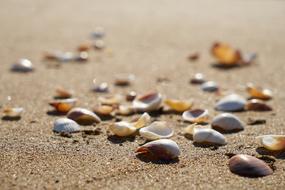 empty seashells on Sand, Background