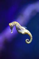 seahorse in the blue underwater world