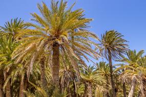 palm trees on an island in greece